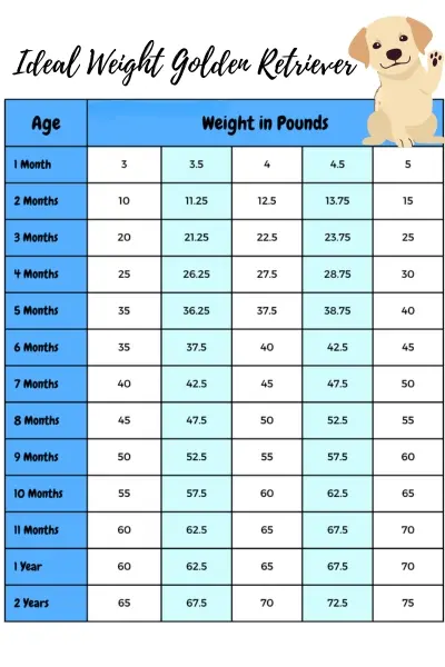Golden Retriever weight chart weight chart Golden Retriever