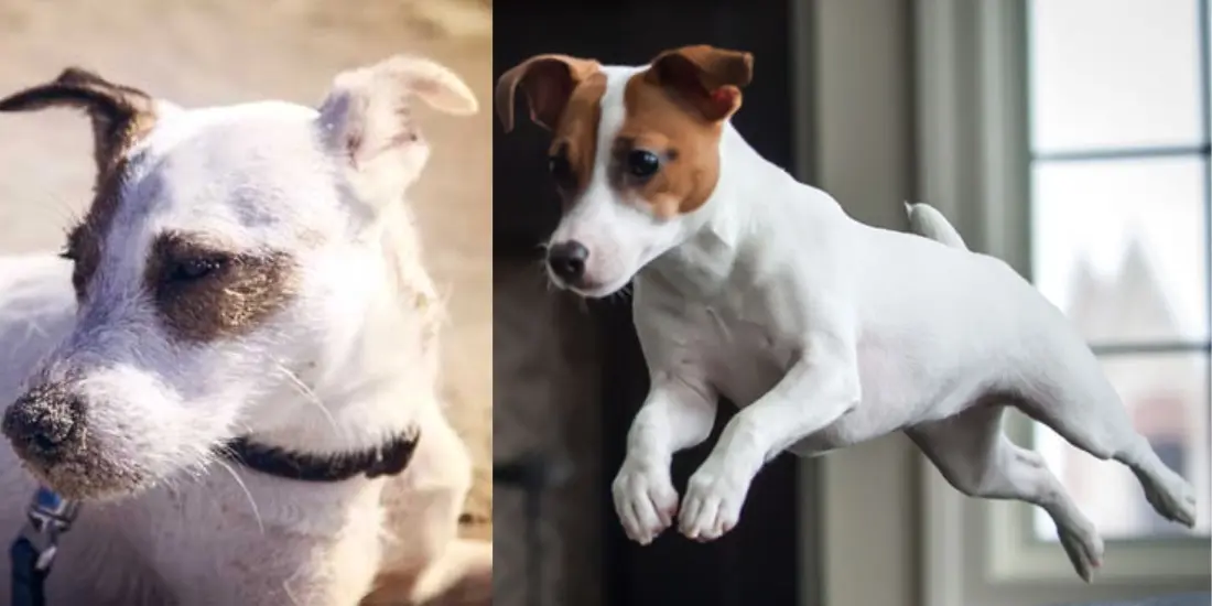 Jack Russell Behavior Jack Russell Jumping