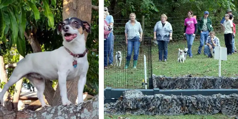 Jack russell socialization jack russell dog in public