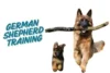 Are German Shepherds Hard to Train? Tips and Insights for Success! - Post Thumbnail