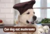 Can Dogs Have Mushrooms Cooked ? Find Here ! - Post Thumbnail