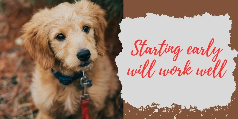 golden retriever puppy training golden retriever puppy training