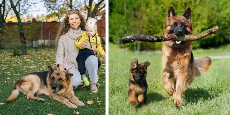 gsd with family german shepherd dog with puppy