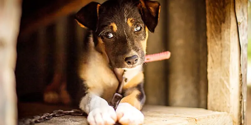 huntaway puppy early training leashed huntaway puppy