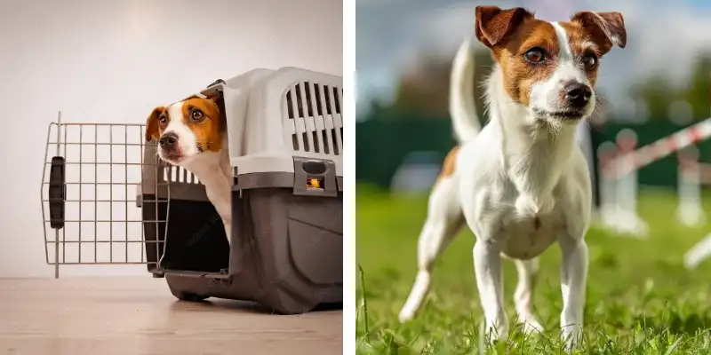 jack russel crate training jack russell training for crate