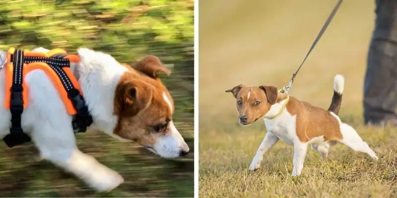jack russell leash training jack russell dog leashed