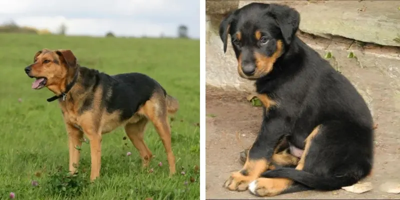new zealand huntaway dog huntaway puppy