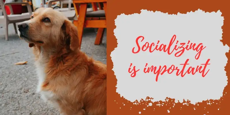 socializing golden retriever Golden Retriever Dog sitting on a public place