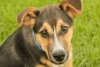 5-Mistakes in New Zealand Huntaway Dog Training You Sould Not Make—Learn Practical Tips - Post Thumbnail